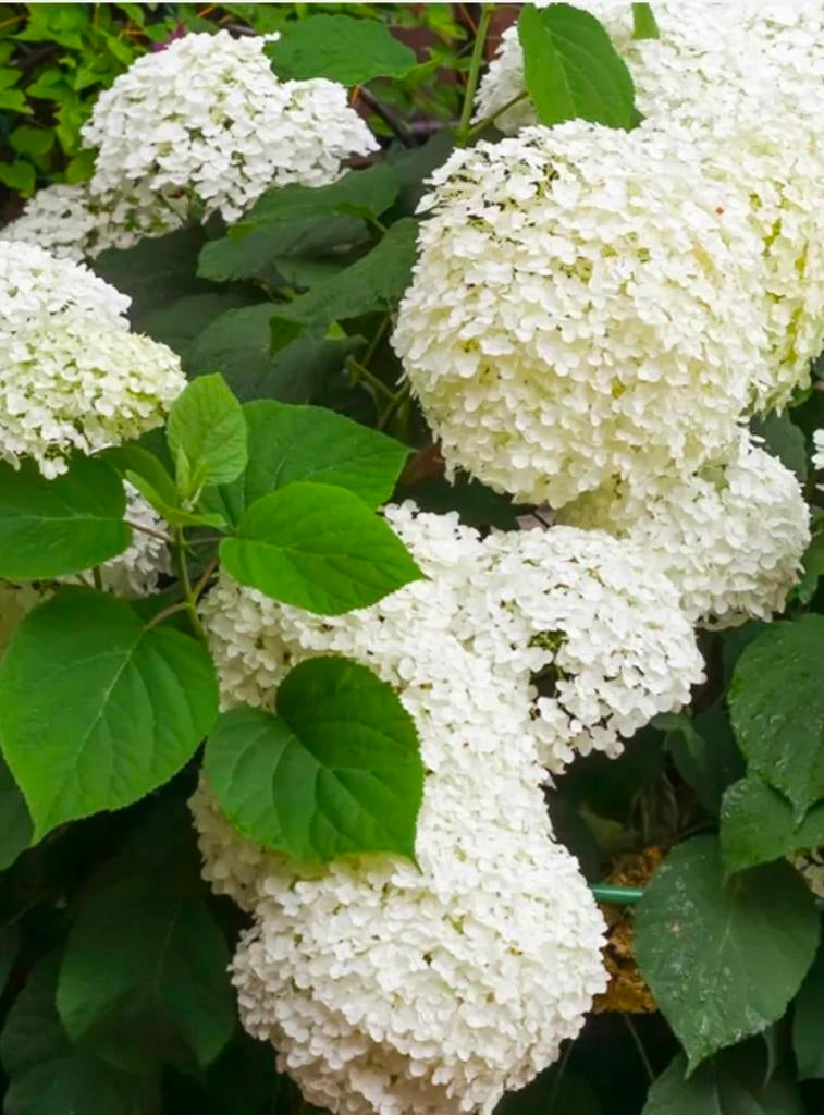 Annabelle hortensia vaste planten, Overige soorten, Vaste plant, Ophalen of Verzenden, Halfschaduw