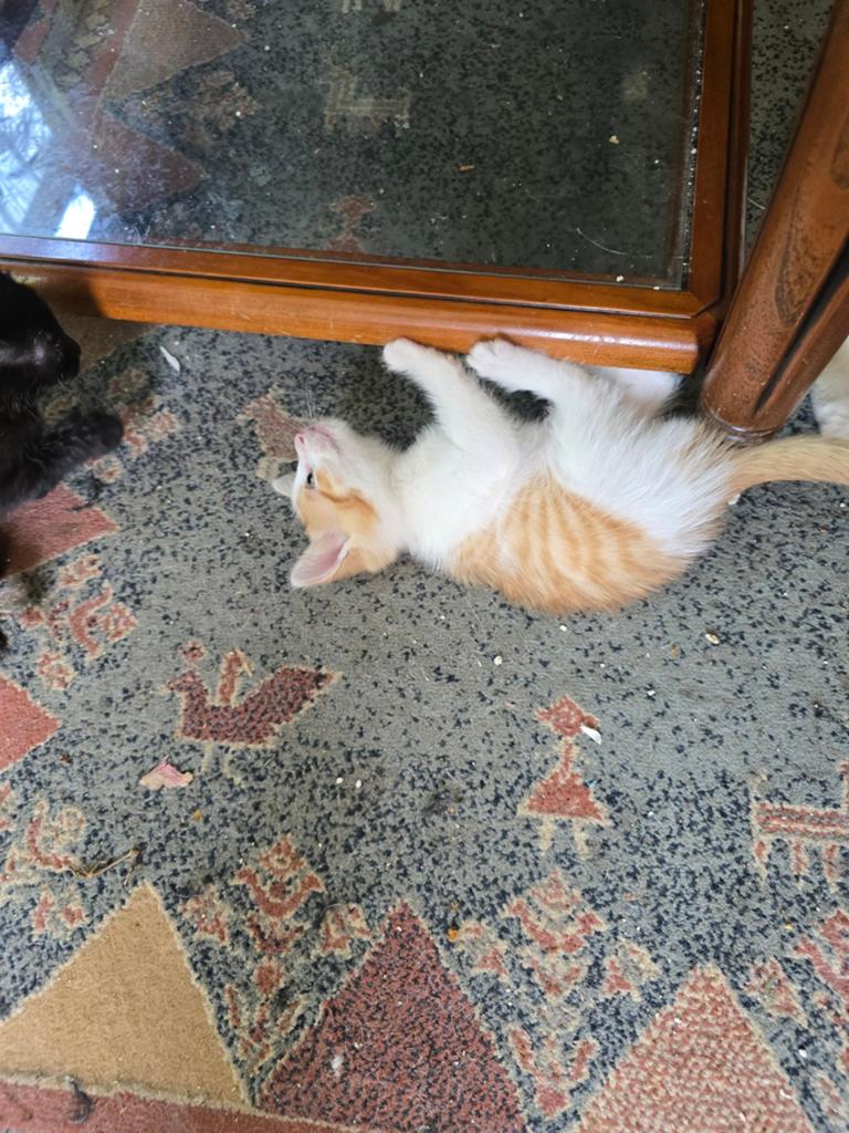 Kittens