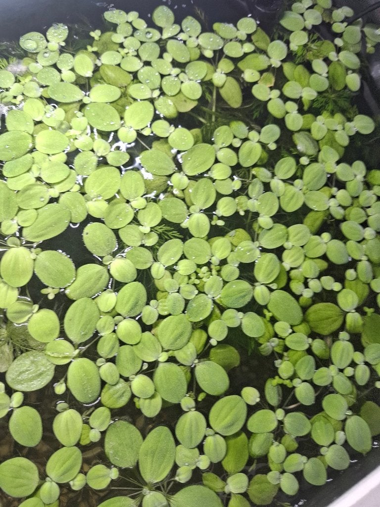 drijvende aquariumplant Salvinia Minima, Dieren en Toebehoren, Ophalen, Inclusief planten, Nieuw, Plant(en), Steen of Hout