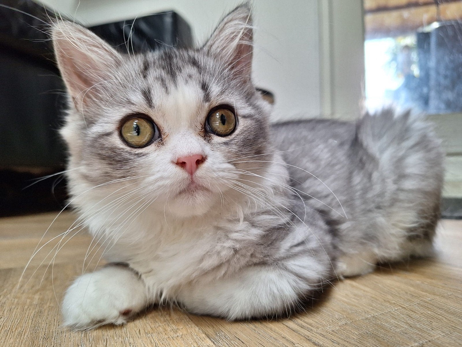 Kitten mag nest verlaten, Meerdere dieren, Gechipt, 0 tot 2 jaar