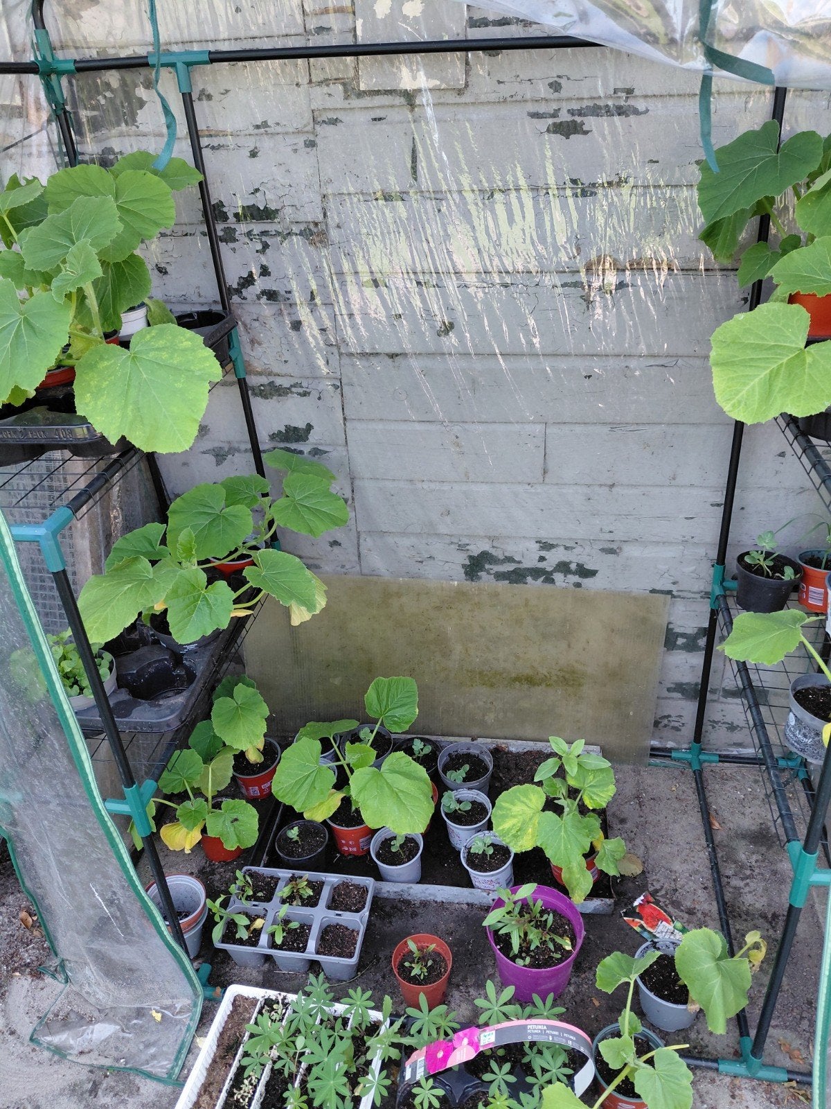 Watermeloen en Galiameloenplantjes, Ophalen, Minder dan 100 cm, Overige soorten
