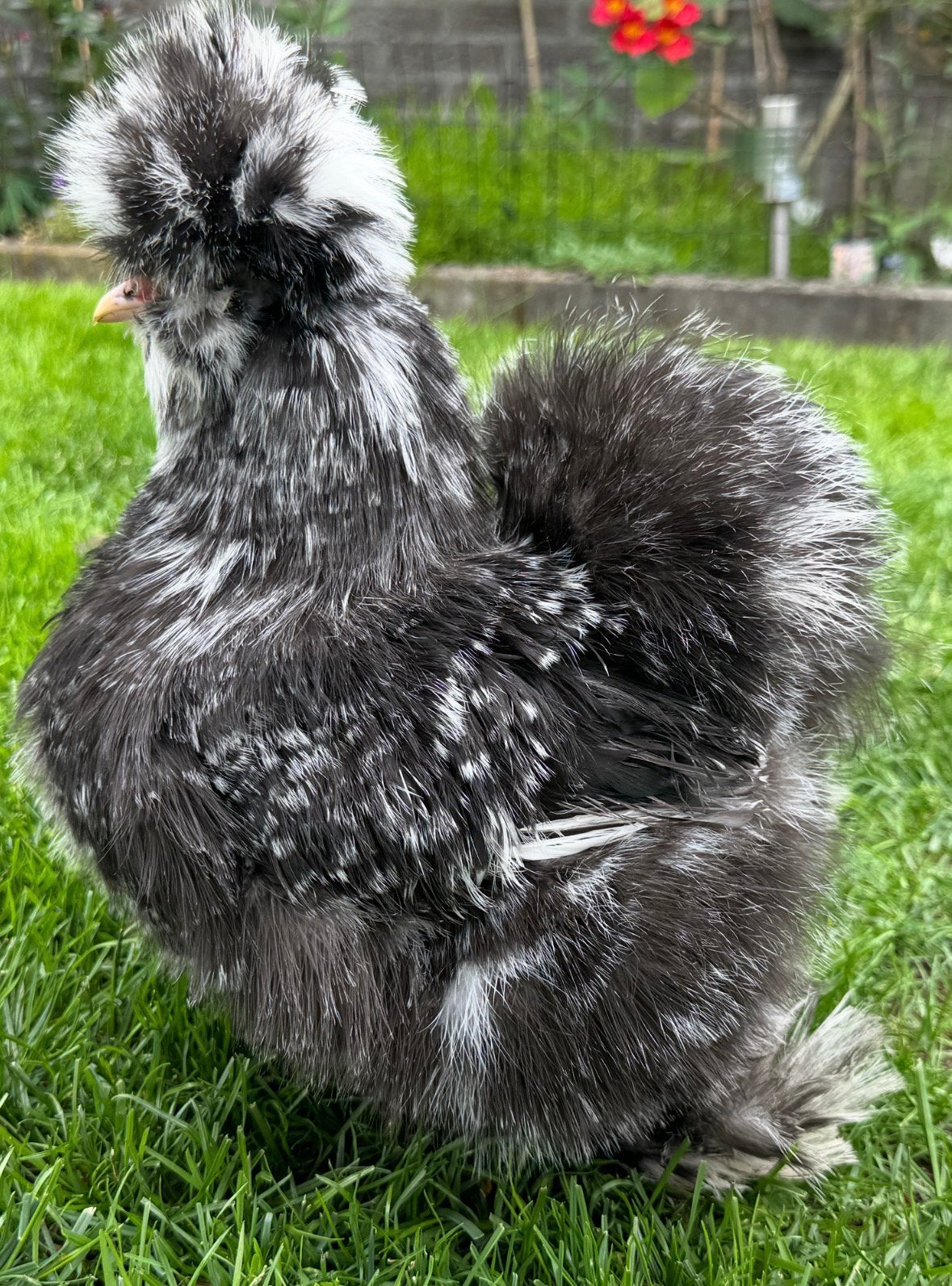 USA zijdehoen mottled Broed 🥚, Meerdere dieren, Kip