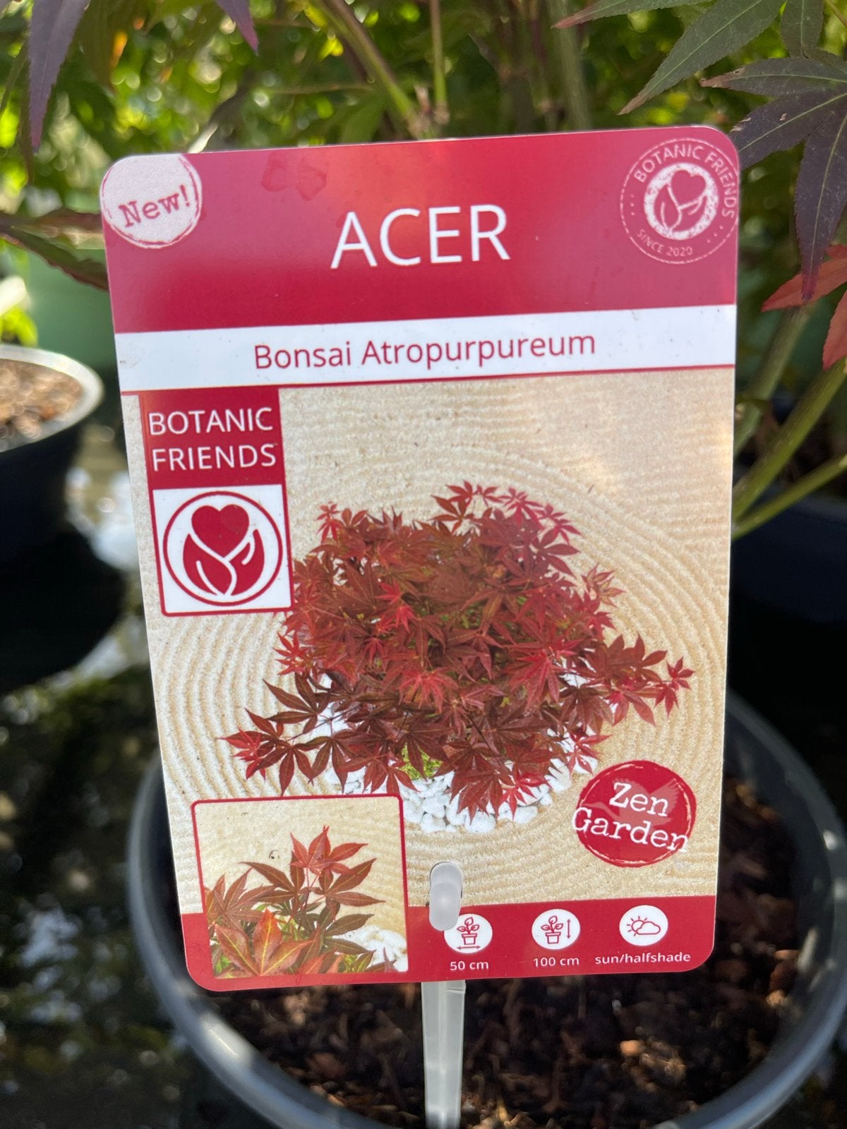Acer Esdoorn Bonsai Atropurpureum & Little Princess, Tuin en Terras, Planten | Tuinplanten, Vaste plant, Overige soorten, Halfschaduw