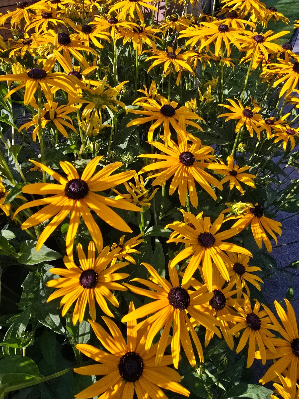 Zonnehoedjes geel, Tuin en Terras, Planten | Struiken en Hagen, Ophalen, Overige soorten, Minder dan 100 cm
