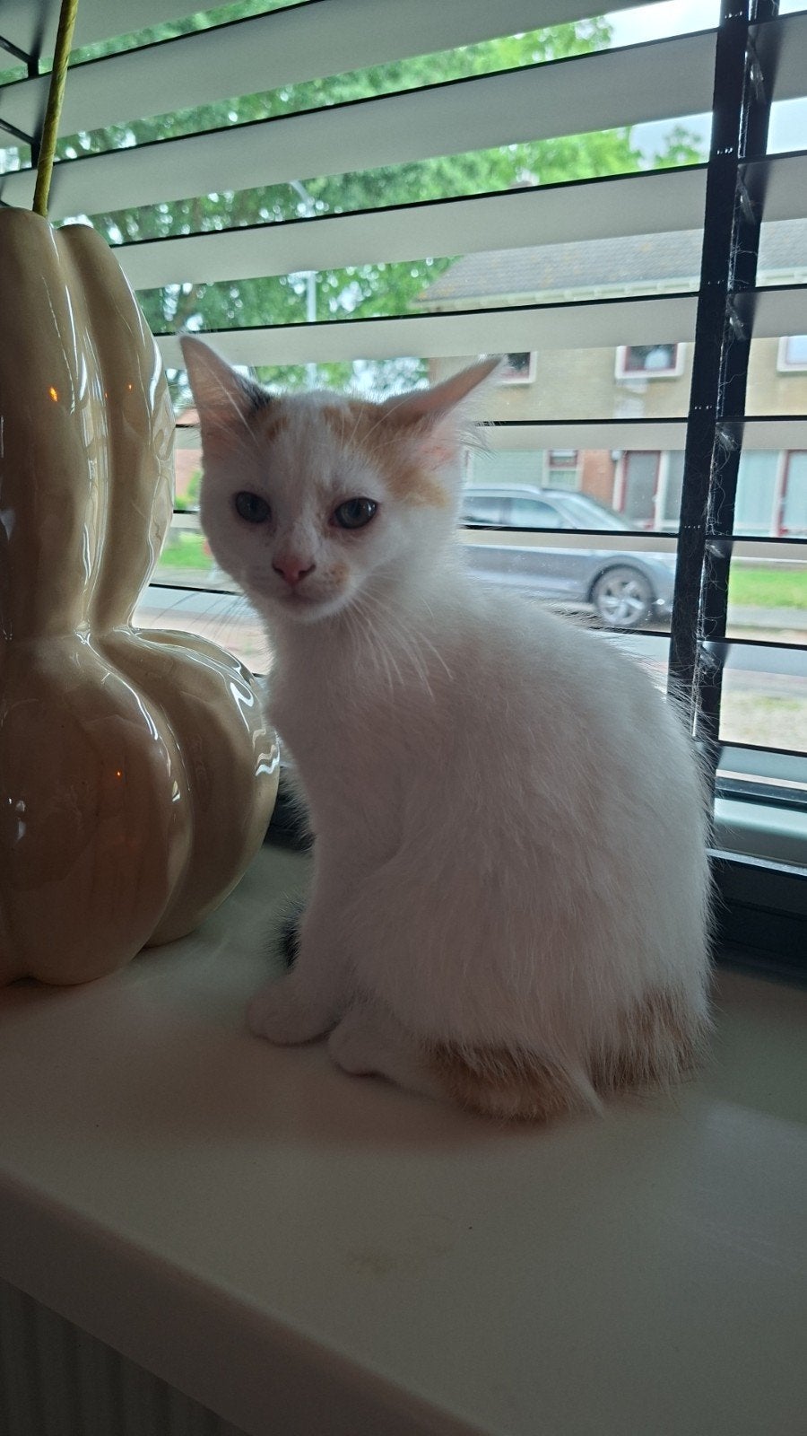 Poesje mag meteen verhuizen!, Poes