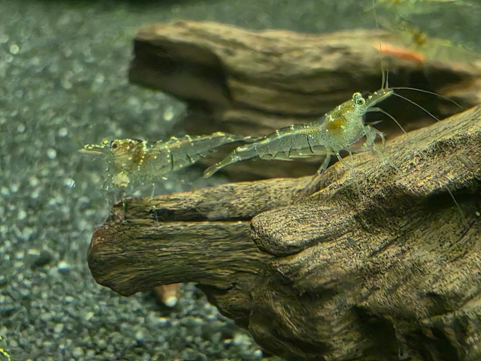 Wildkleur garnalen, Dieren en Toebehoren, Kreeft, Krab of Garnaal, Zoetwatervis, Schoolvis
