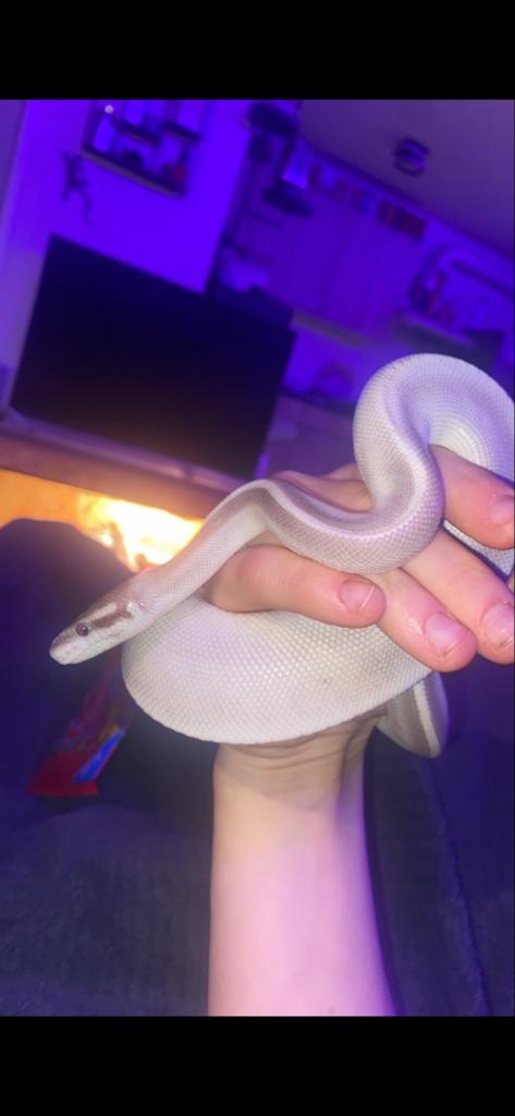 Purple Passion Ball Python Ball Python - female for sale from Nth