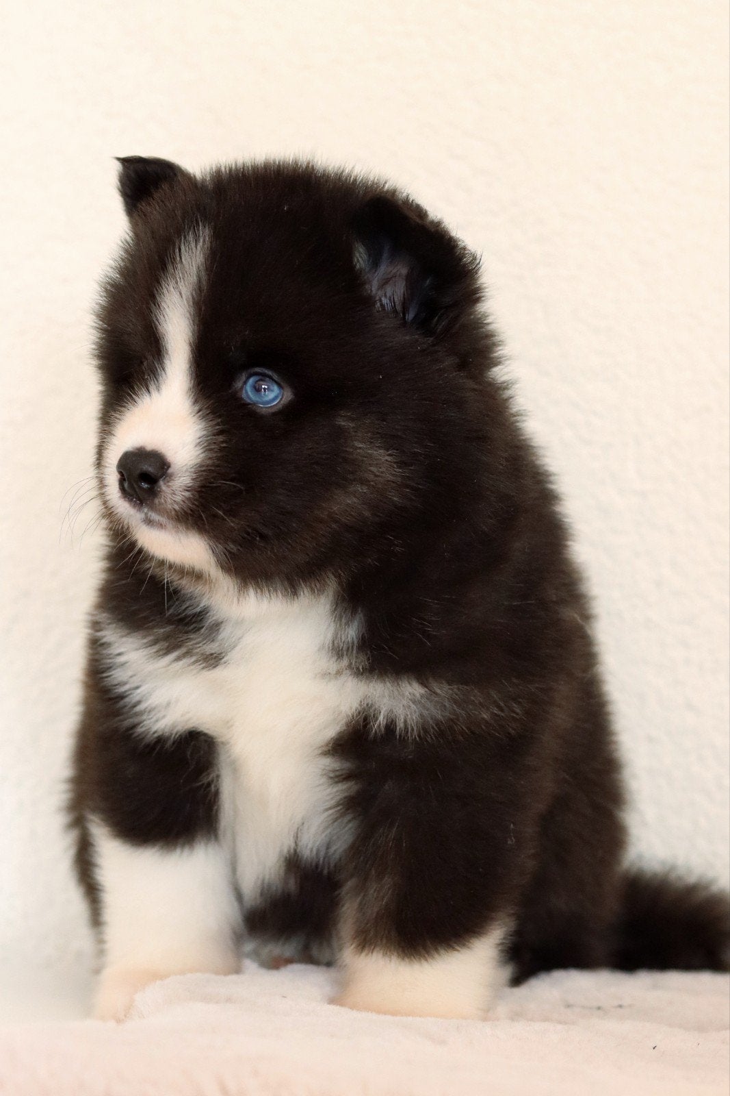 Schitterende Pomsky pups F2 met blauwe oogjes mini Husky, 8 tot 15 weken, Meerdere, Meerdere dieren, Nederland