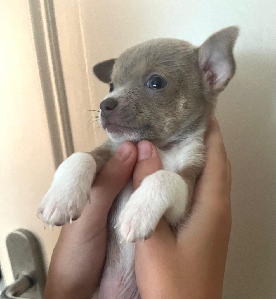 Nog 2 mooie Chihuahua Pups te koop, België, Particulier, 8 tot 15 weken, Meerdere