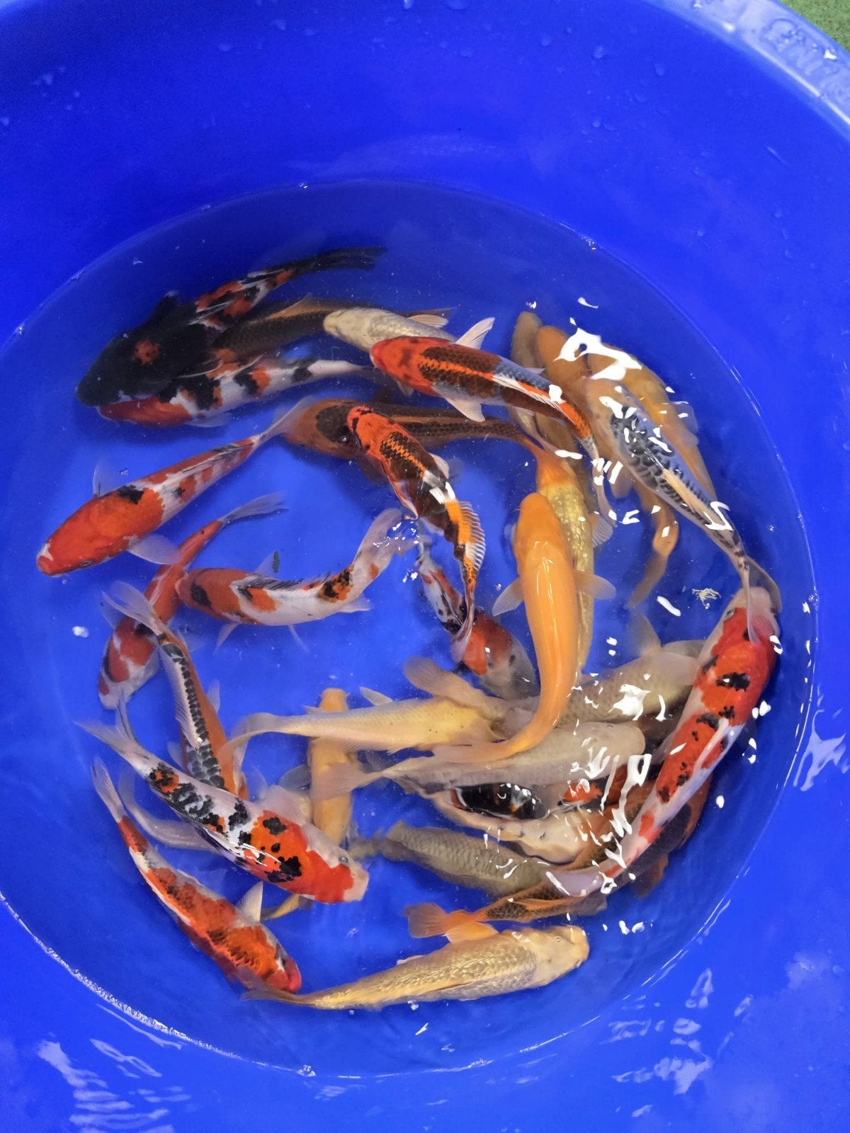 Tosai mix 18-23cm, Karper of Koi