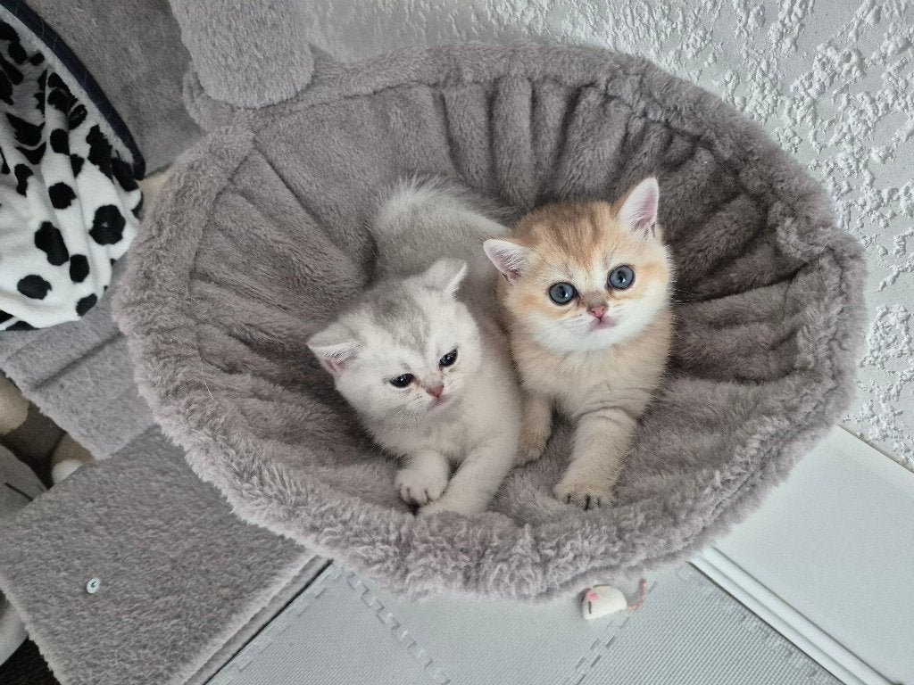 Brits korthaar kittens met stamboom, Meerdere dieren, Met stamboom, 0 tot 2 jaar