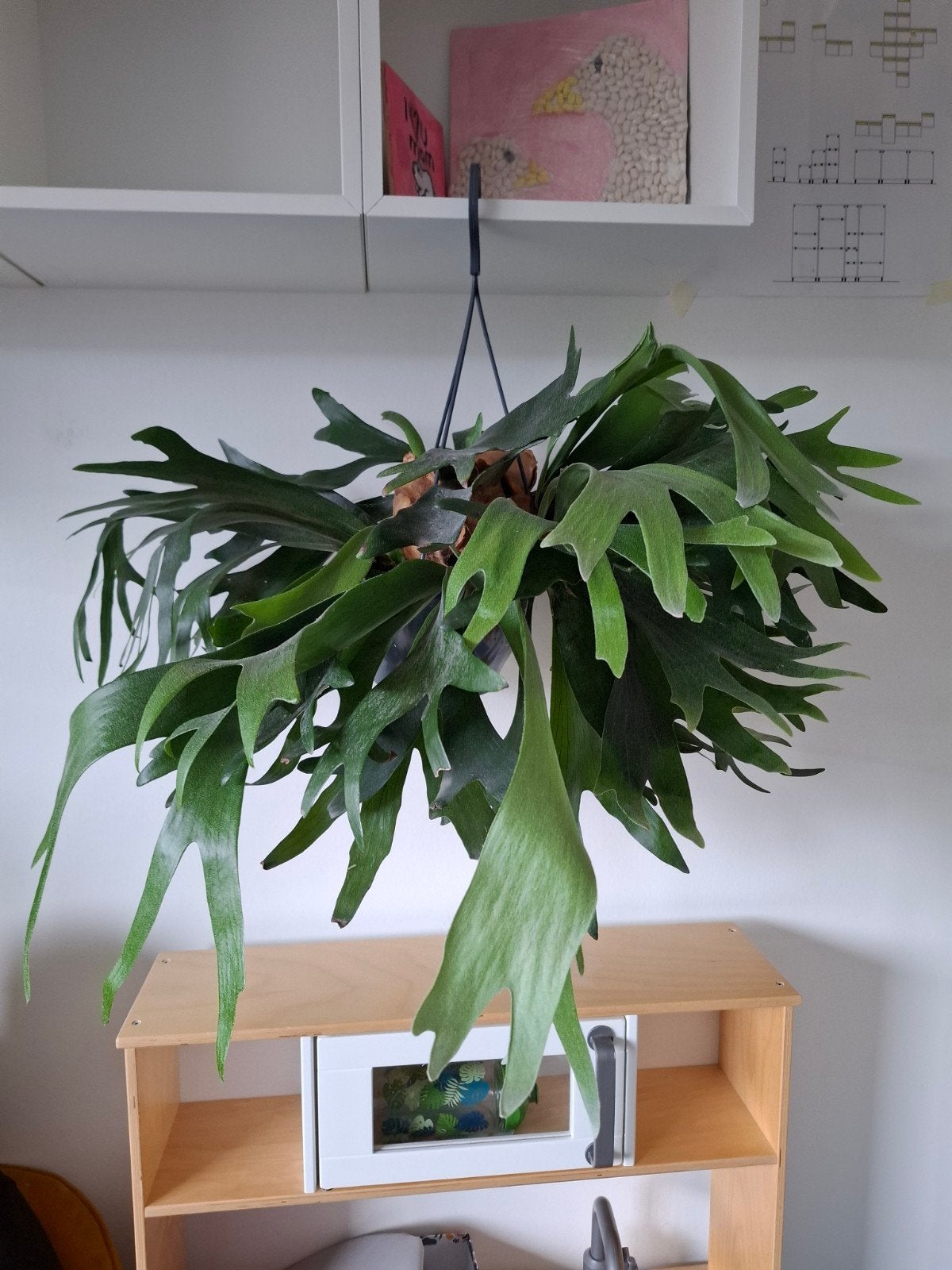 Platycerium bifurcatum, hertshoorn varen, Ophalen, Halfschaduw, Minder dan 100 cm