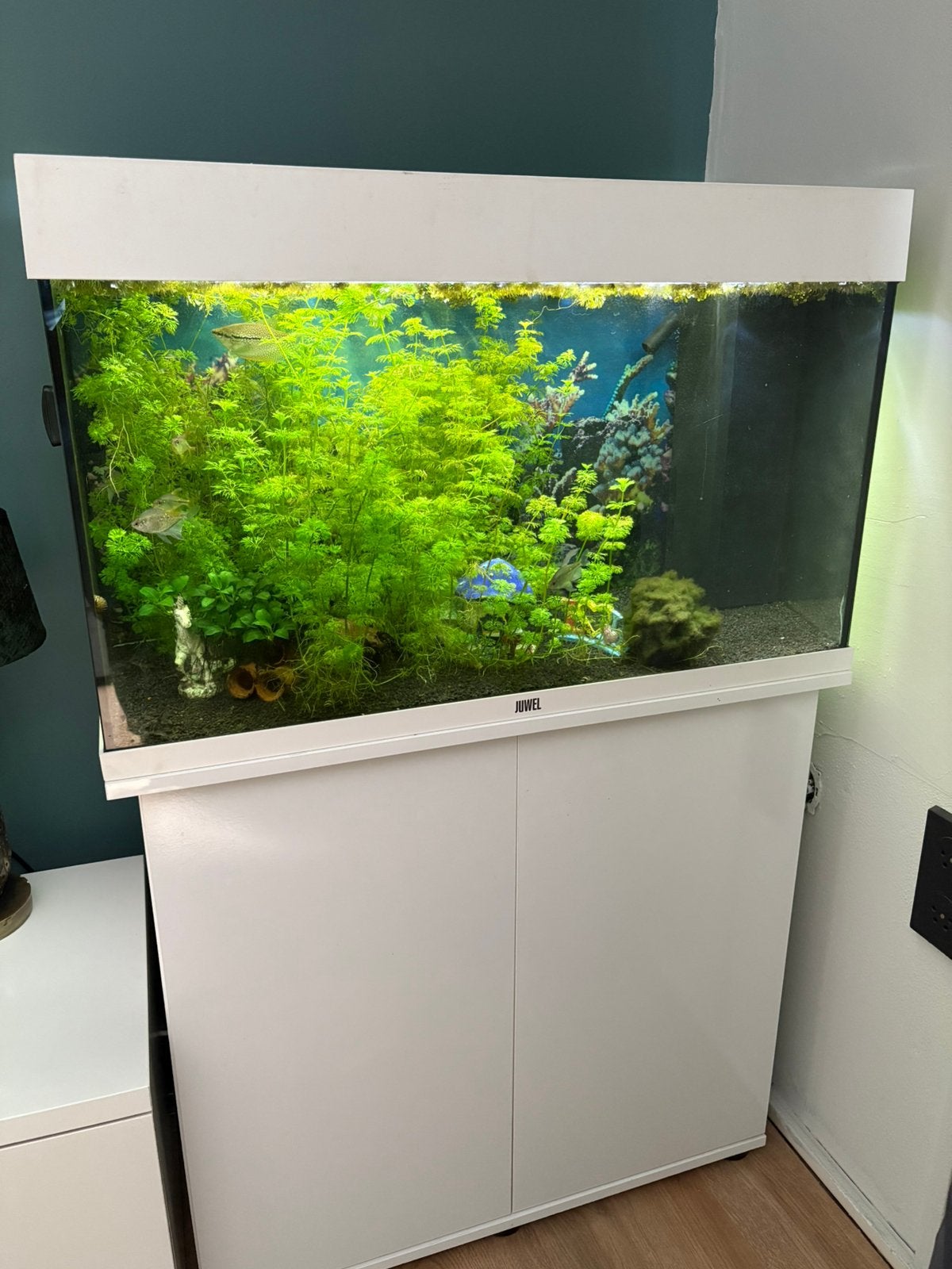 Juwel 125 met onderkast compleet, Ophalen, Zo goed als nieuw, Gevuld zoetwateraquarium