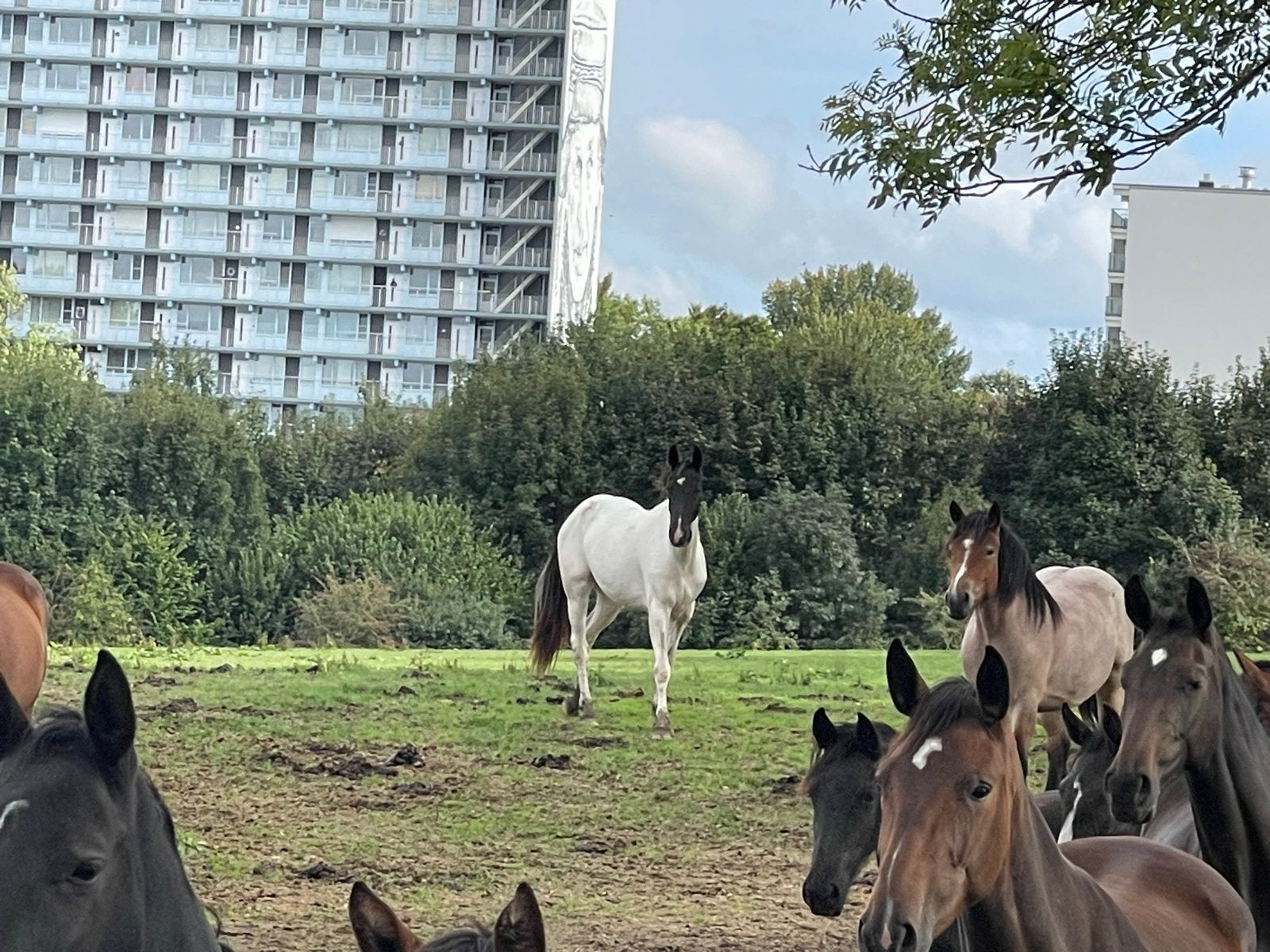 Barock Pinto 2-2023 merry, Dieren en Toebehoren, Paarden, Hengst, Minder dan 160 cm, 0 tot 2 jaar