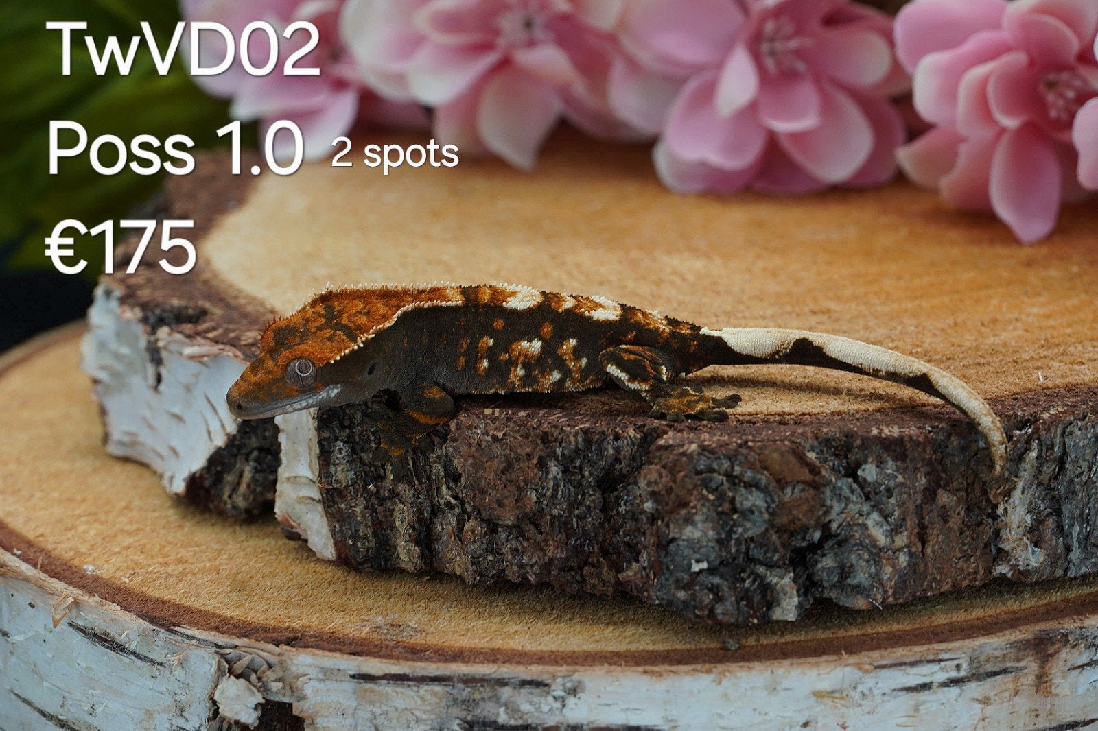 Wimpergekko C.Ciliatus, Hagedis, Tam, 0 tot 2 jaar