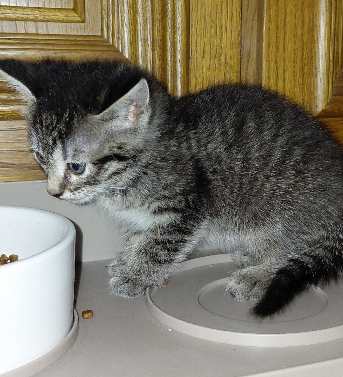 Kittens, Dieren en Toebehoren, Katten en Kittens | Raskatten | Korthaar, Meerdere dieren, Ontwormd, 0 tot 2 jaar