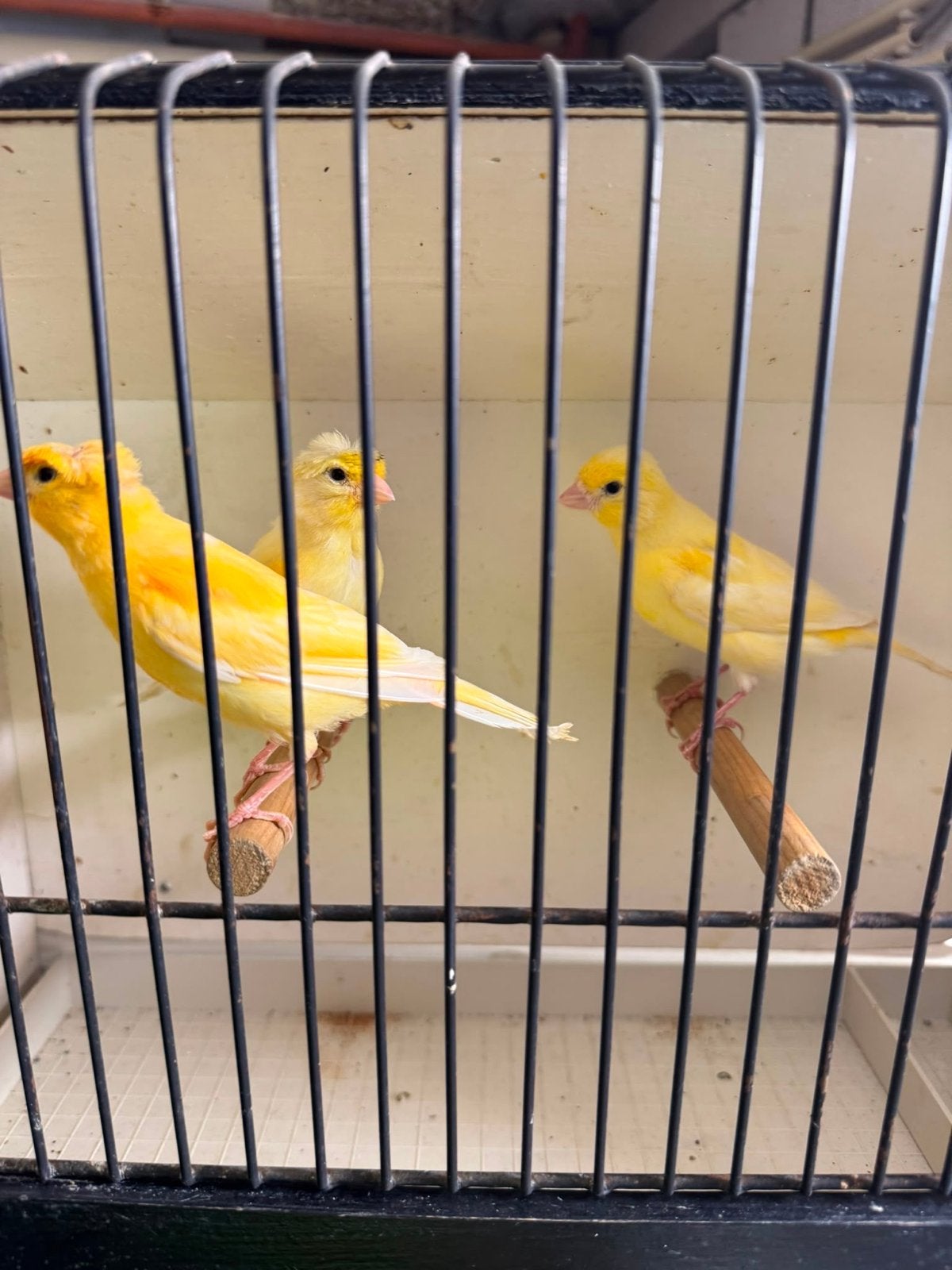 Kanaries met kuif en zonder kuif, Meerdere dieren, Kleurkanarie