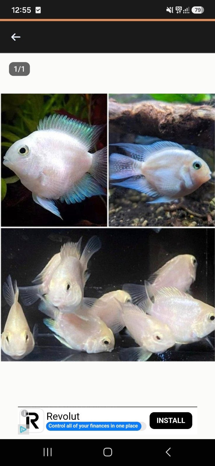 white platinum parrot, Dieren en Toebehoren, Vis