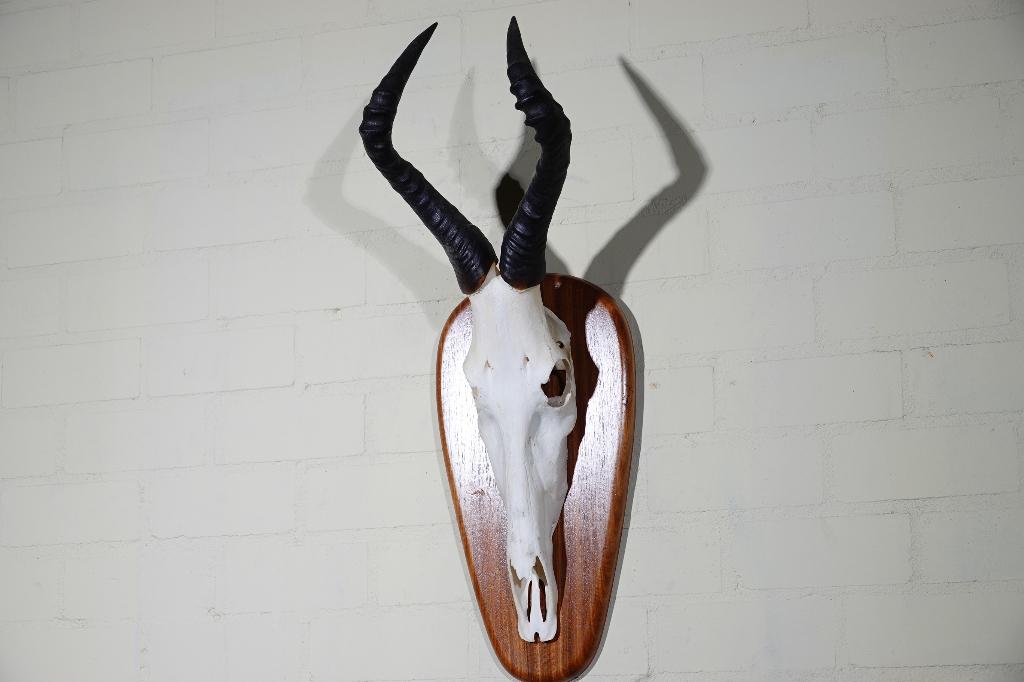 hartebeest schedels  hartebeast skull taxidermy, Ophalen, Zo goed als nieuw, Hert, Gewei of Kop
