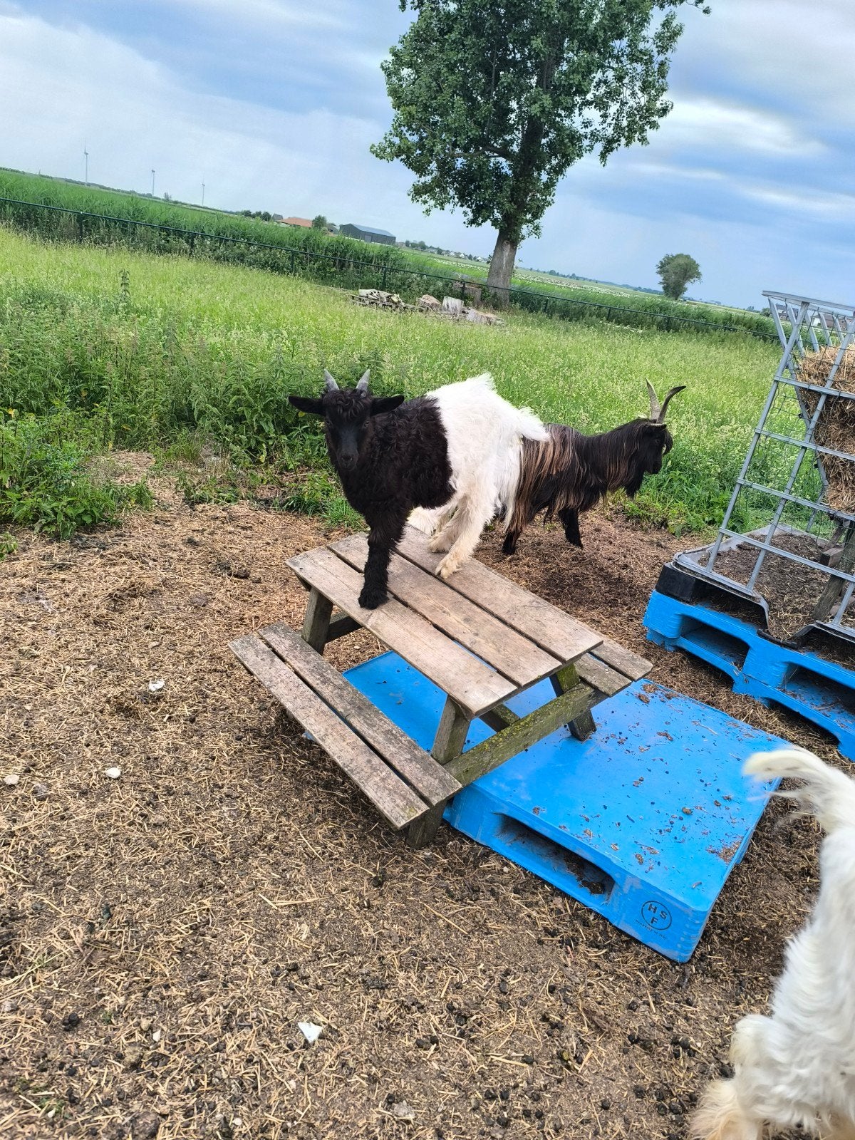 Wallische geit, Mannelijk, Geit, 0 tot 2 jaar