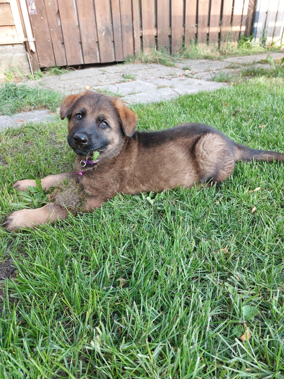 Duitse herder te koop: moeder met haar dochter, Dieren en Toebehoren, Nederland, 8 tot 15 weken, Teef, Meerdere