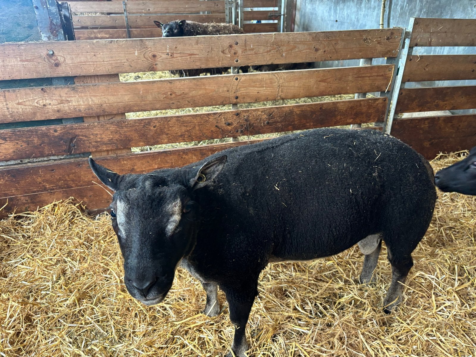Dassenkop dekram, Dieren en Toebehoren, Schapen, Geiten en Varkens, Mannelijk, Schaap, 0 tot 2 jaar