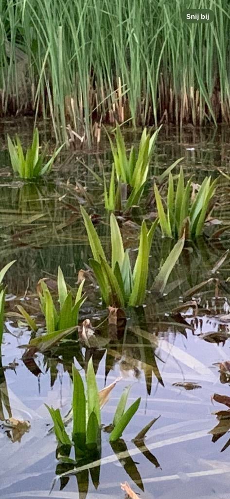 Krabbescheer, mooie volwassen planten., Ophalen of Verzenden, Overige soorten, Volle zon