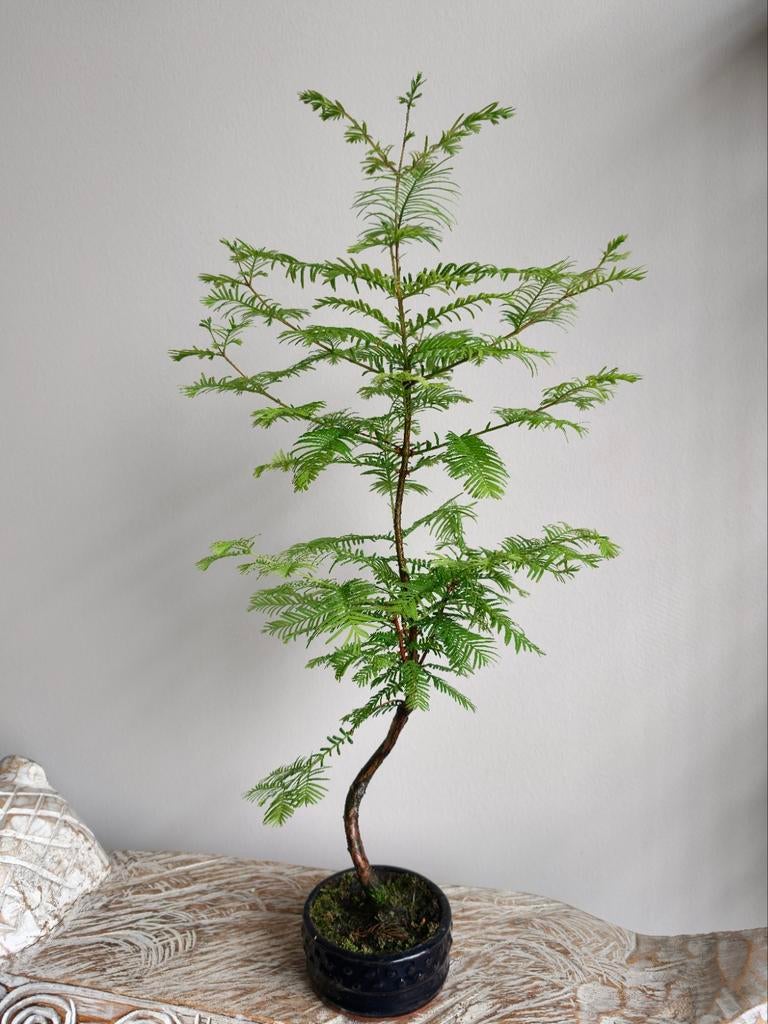 Metasequoia bonsai 62cm, Ophalen, Overige soorten, Minder dan 100 cm
