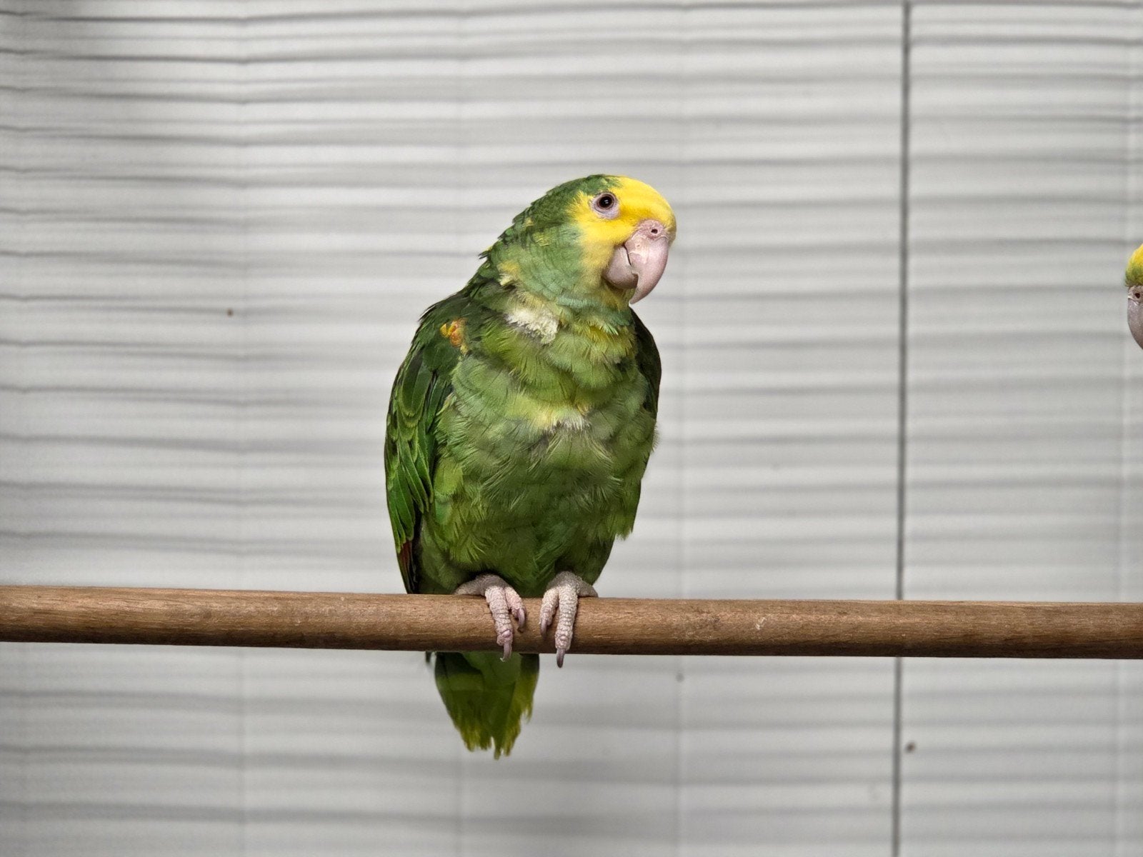 Diverse vogels aangeboden, Meerdere dieren, Parkiet