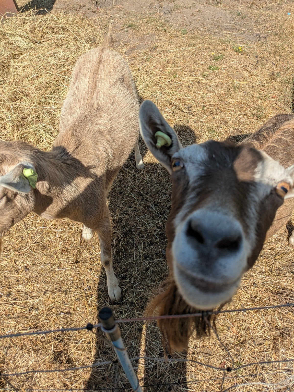 Toggenburger geiten, Dieren en Toebehoren, Vrouwelijk, Geit