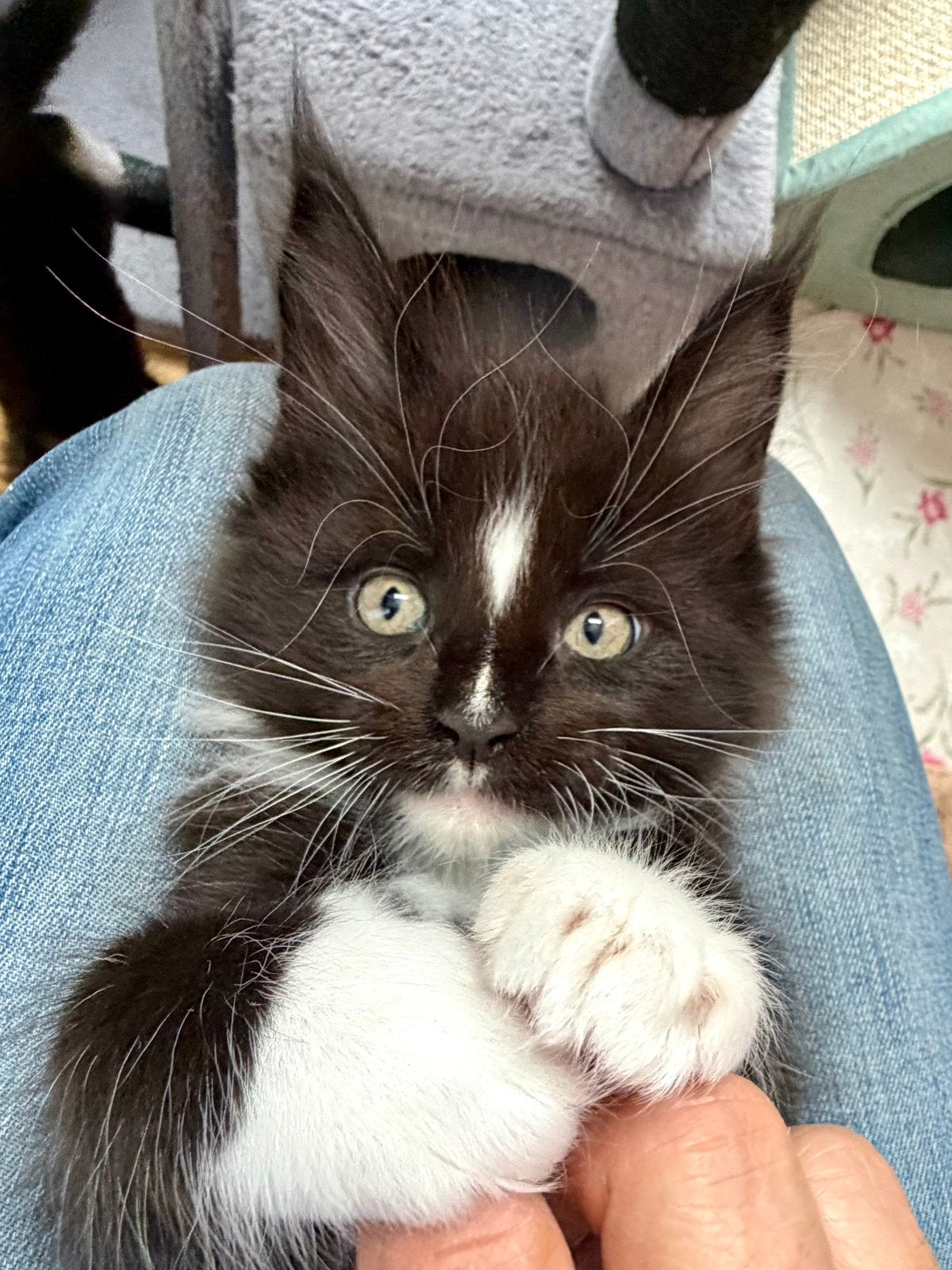 Maine Coon kitten met stamboom, Dieren en Toebehoren, Kater, Met stamboom, 0 tot 2 jaar