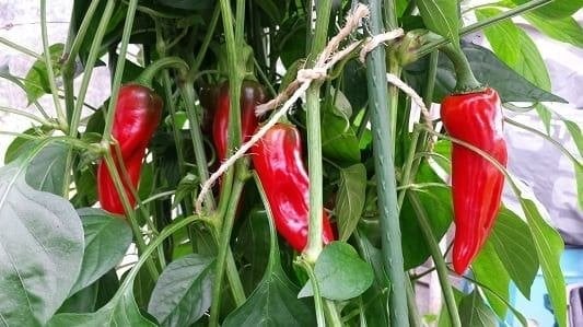 Piment d'Espelette zaad, Ophalen of Verzenden, Voorjaar, Volle zon, Zaad