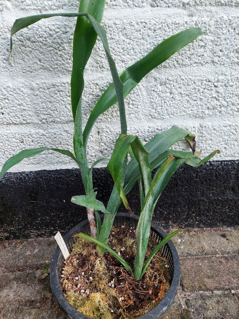 Billbergia leptopoda Brazilië bijzondere soort schaars, Ophalen of Verzenden, Overige soorten, Halfschaduw, Minder dan 100 cm