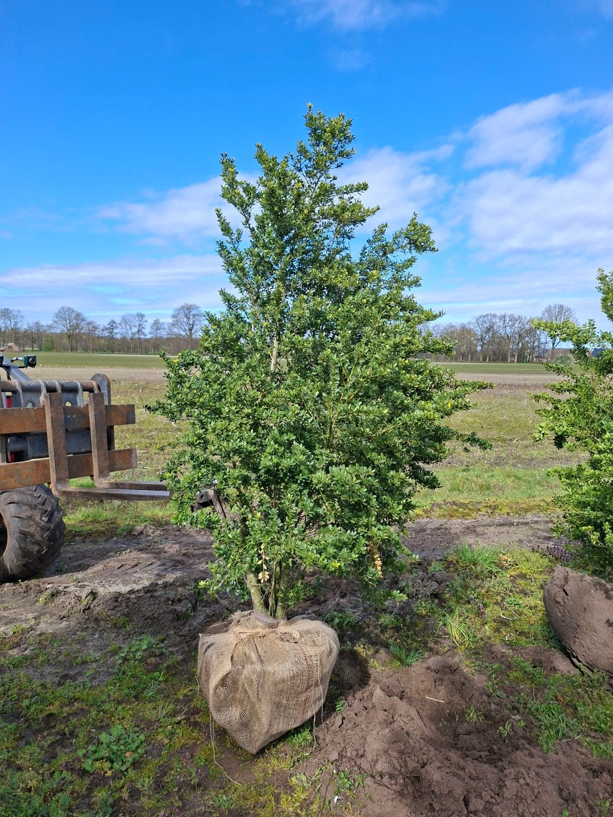 Grote ilex green hedge  opruiming, Tuin en Terras, Planten | Bomen, Ophalen, Bloeit niet, Overige soorten, Minder dan 100 cm