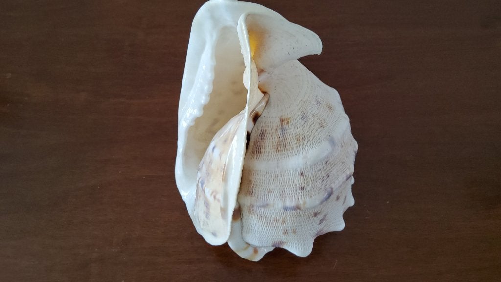 CASSIS CORNUTA, gehoornde helmschelp, Ophalen, Schelp(en)