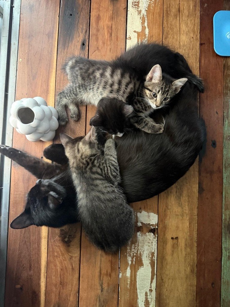 kittens, Meerdere dieren, Ontwormd, 0 tot 2 jaar