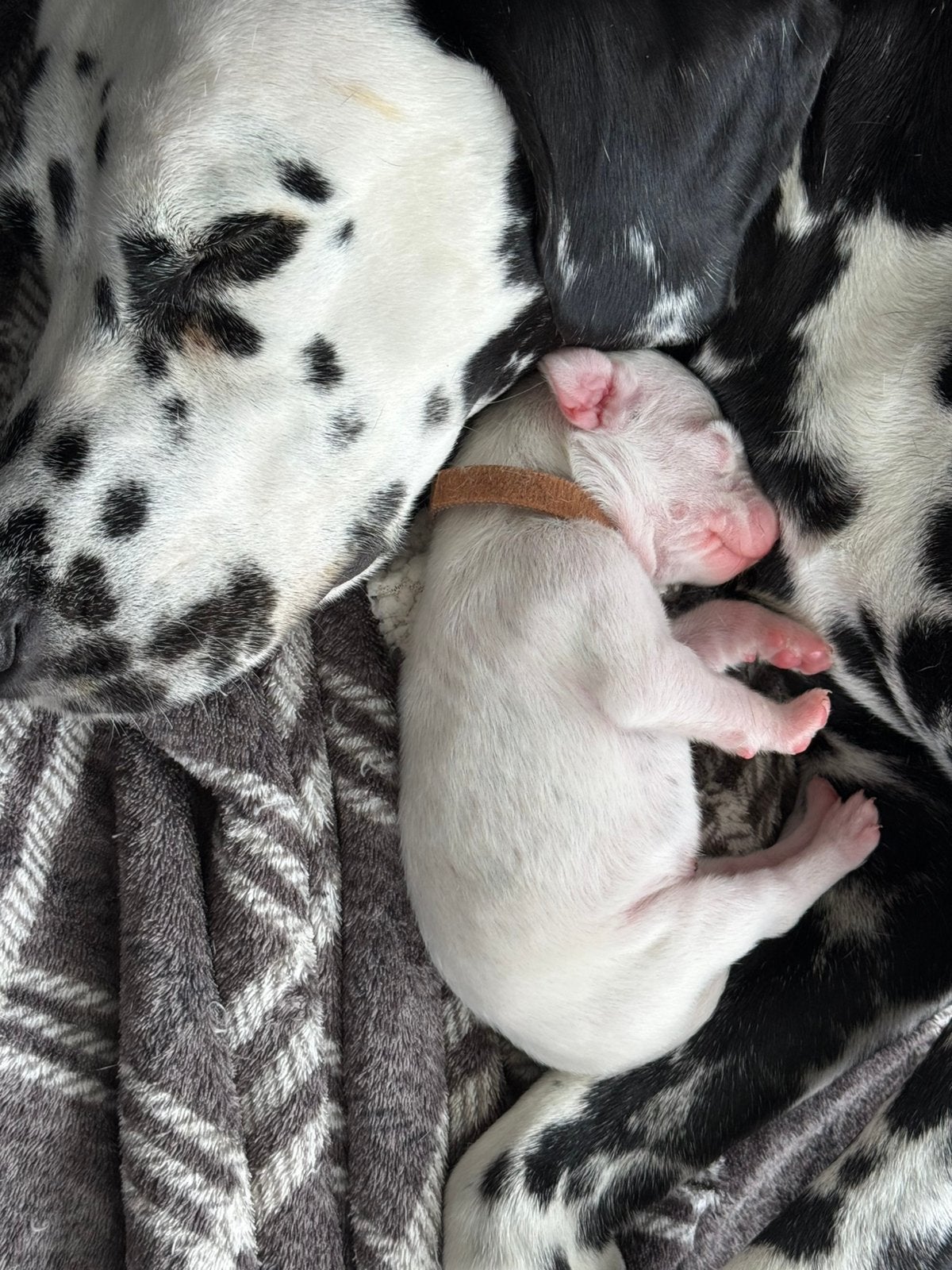 Dalmatier Puppy’s van TOP moeder! Puppy dalmatiers, Dieren en Toebehoren, Dalmatiër, 8 tot 15 weken, Meerdere, Meerdere dieren