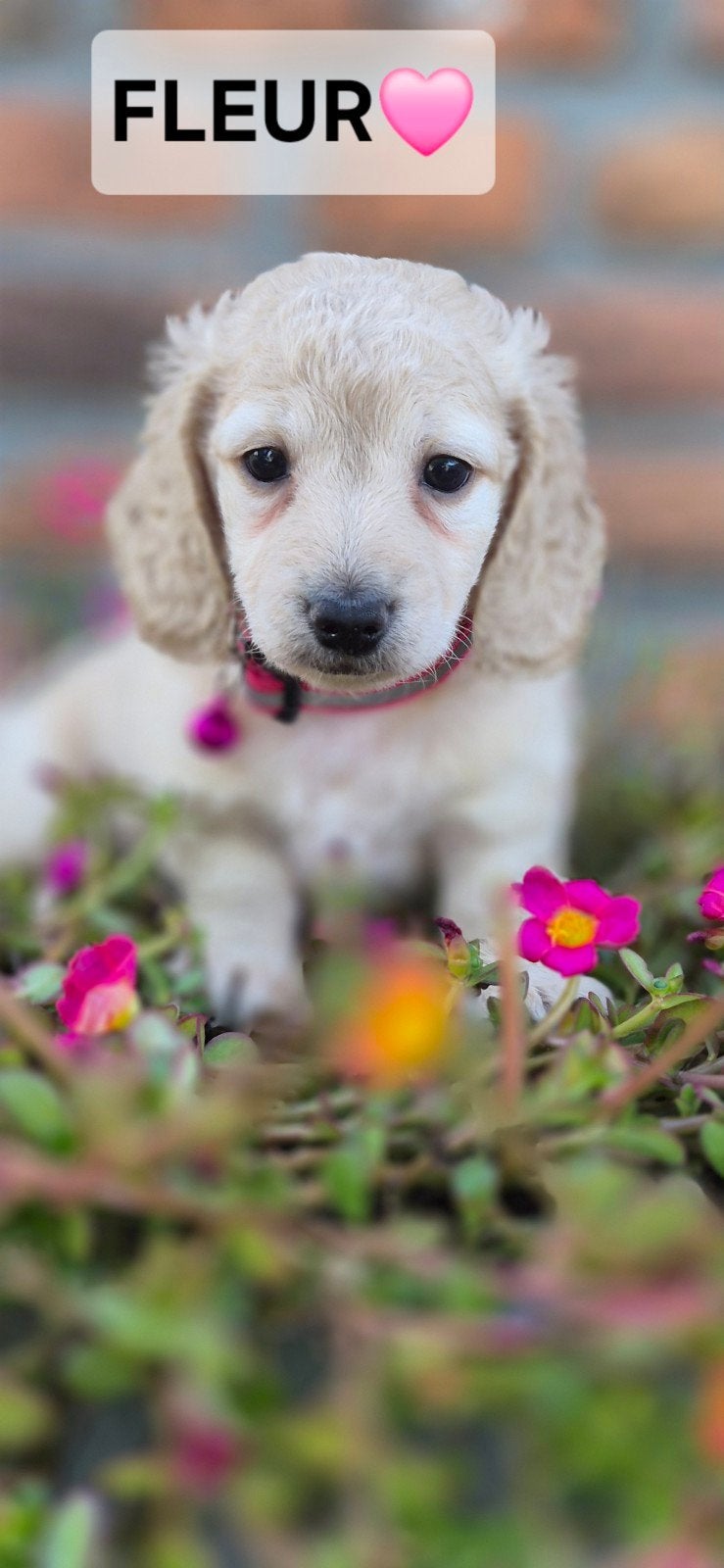 prachtige Creme kaninchen/dwerg Teckelpups, Dieren en Toebehoren, Kaninchen, 8 tot 15 weken, Langhaar, Meerdere