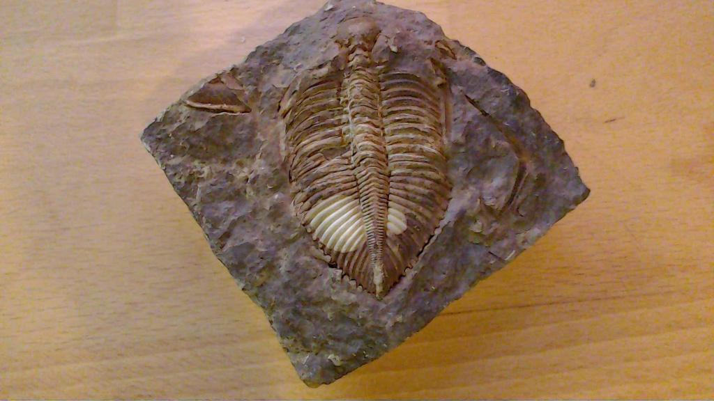 Fossiel  Coronocephalus 430miljoen jaar, Ophalen of Verzenden, Fossiel