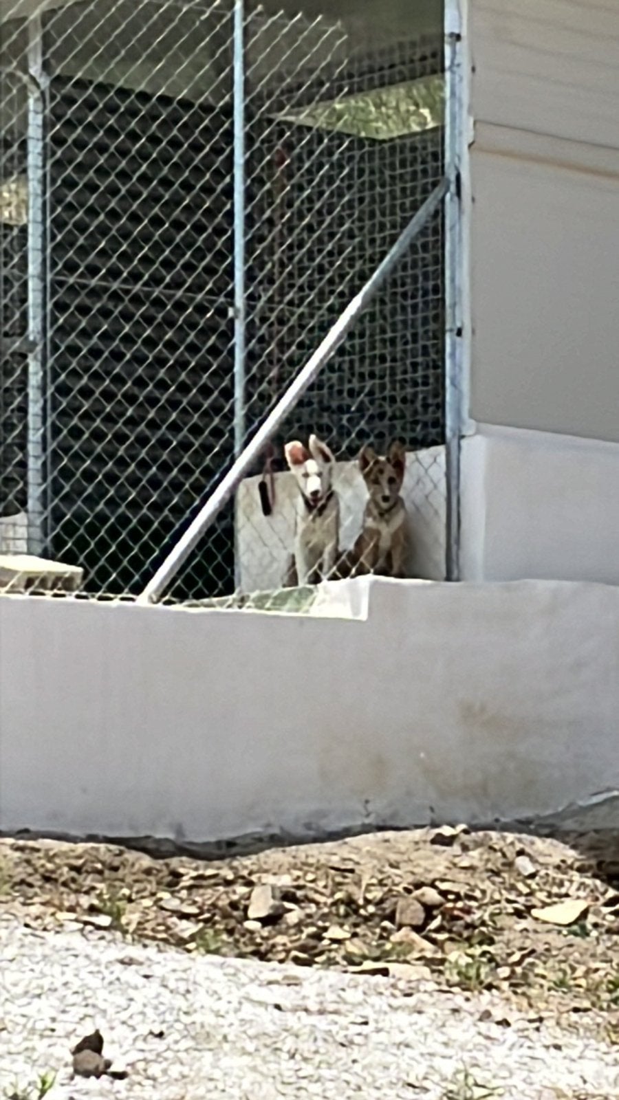 Gezocht hondenspullen (donaties), Dieren en Toebehoren, Ophalen of Verzenden, Touwen