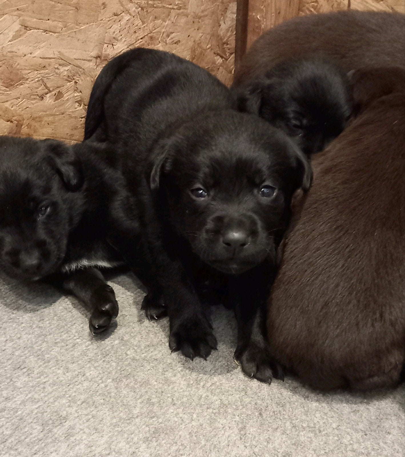 stabij x labarador  pups, Overige rassen, 8 tot 15 weken, Meerdere, Meerdere dieren