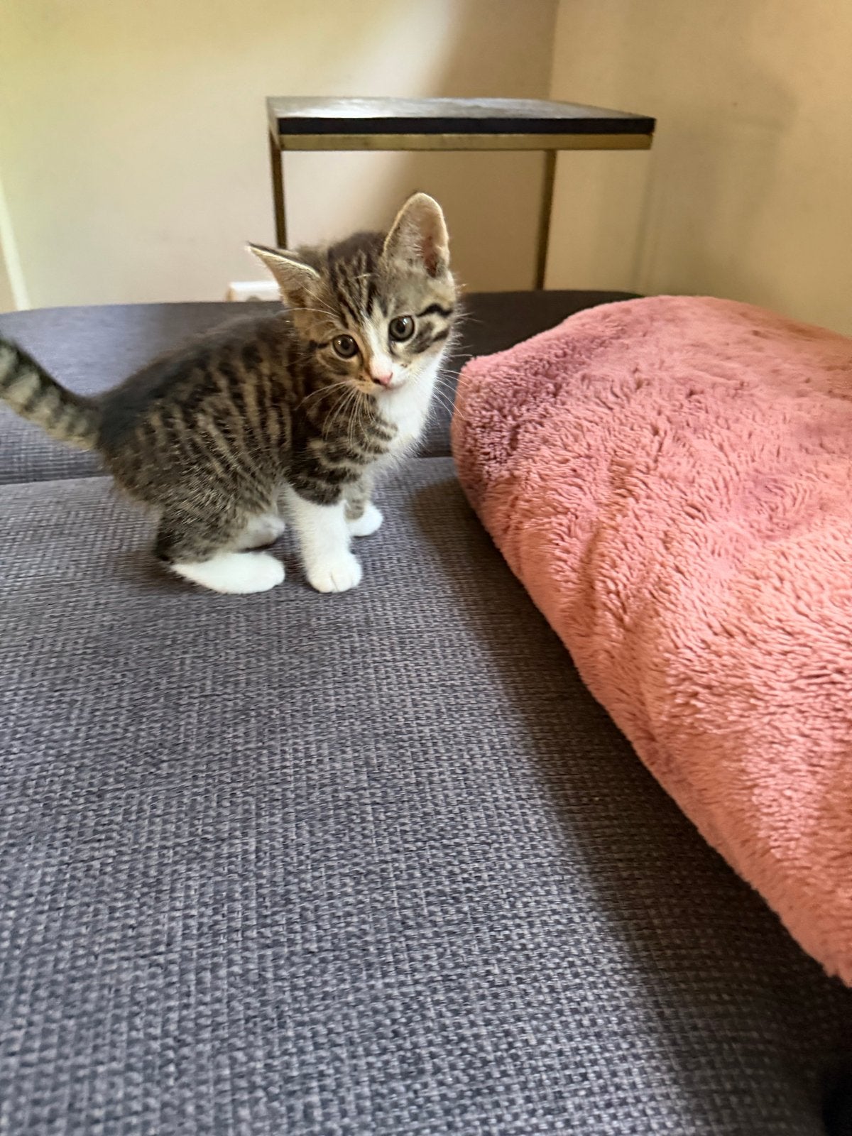 2 kittens te koop., Meerdere dieren