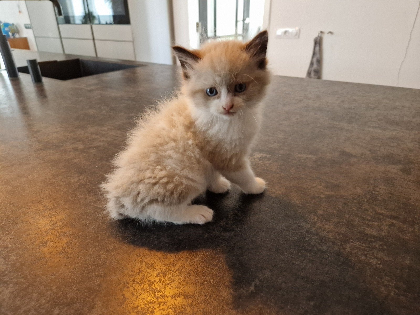 Kittens ragdoll, Meerdere dieren, Ontwormd, 0 tot 2 jaar