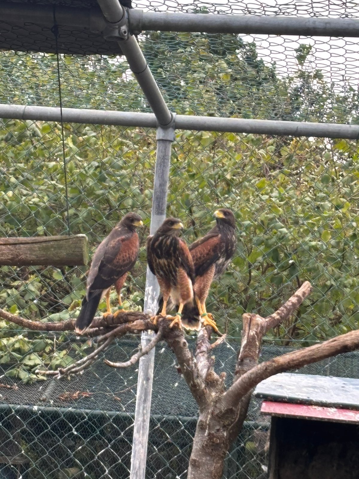 Woestijnbuizerd 2026, Dieren en Toebehoren, Vogels | Overige Vogels, Meerdere dieren, Roofvogel, Geringd