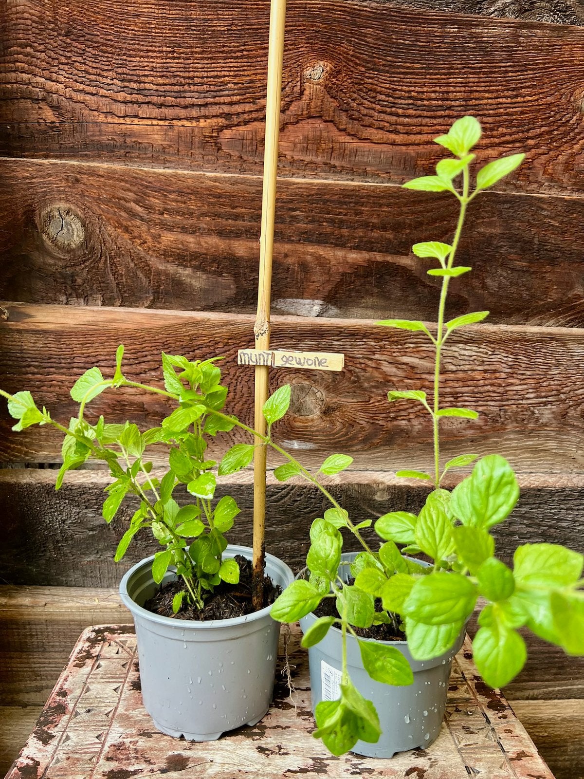 MUNT planten uit Biologische tuin., Tuin en Terras, Ophalen, Volle zon, Vaste plant, Kruiden