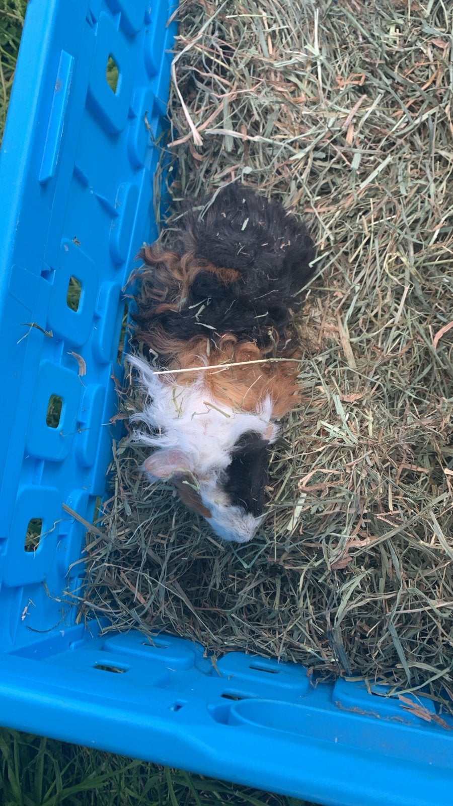 Lunkarya cavia’s, Dieren en Toebehoren, Knaagdieren, April, Meerdere dieren, Cavia