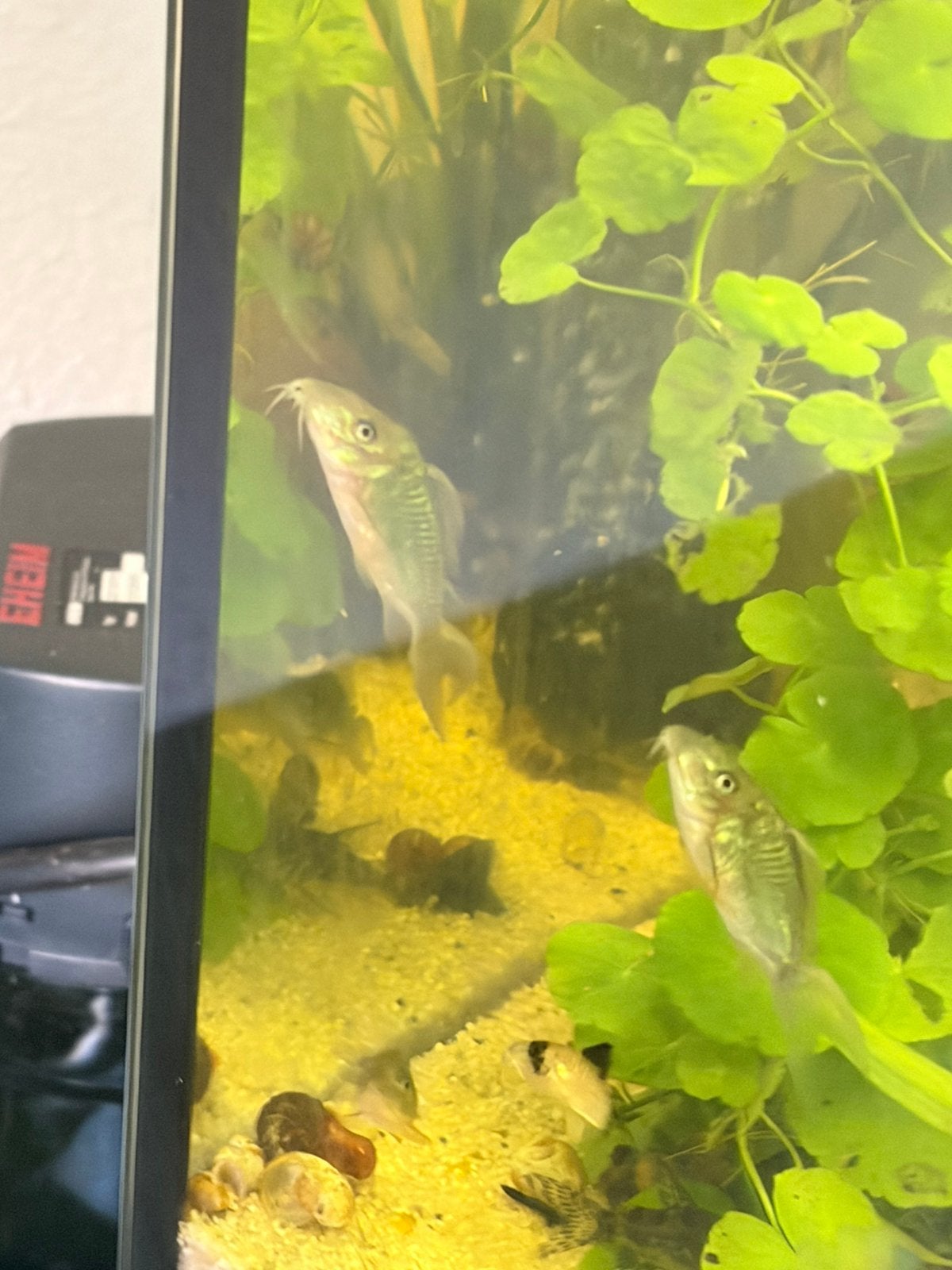 Smaragd groene Corydora Bronchis Splendens, Vis