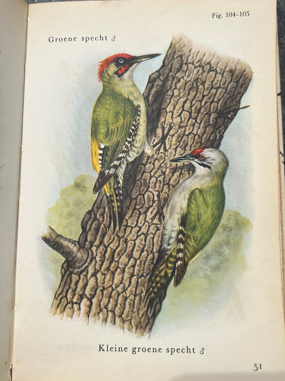 Vogels in Kleuren - Meulenhoffs Natuurgidsen (1e druk 1956), Antiek en Kunst, Antiek | Boeken en Bijbels, Ophalen of Verzenden