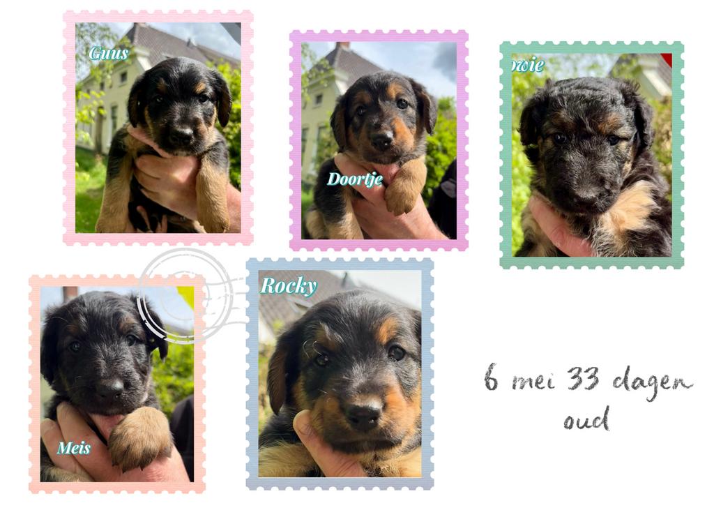 Nog 2 Lieve pups te koop. Rocky en Meis zijn nog beschikbaar, Dieren en Toebehoren, 8 tot 15 weken, Parvo, Meerdere, Meerdere dieren