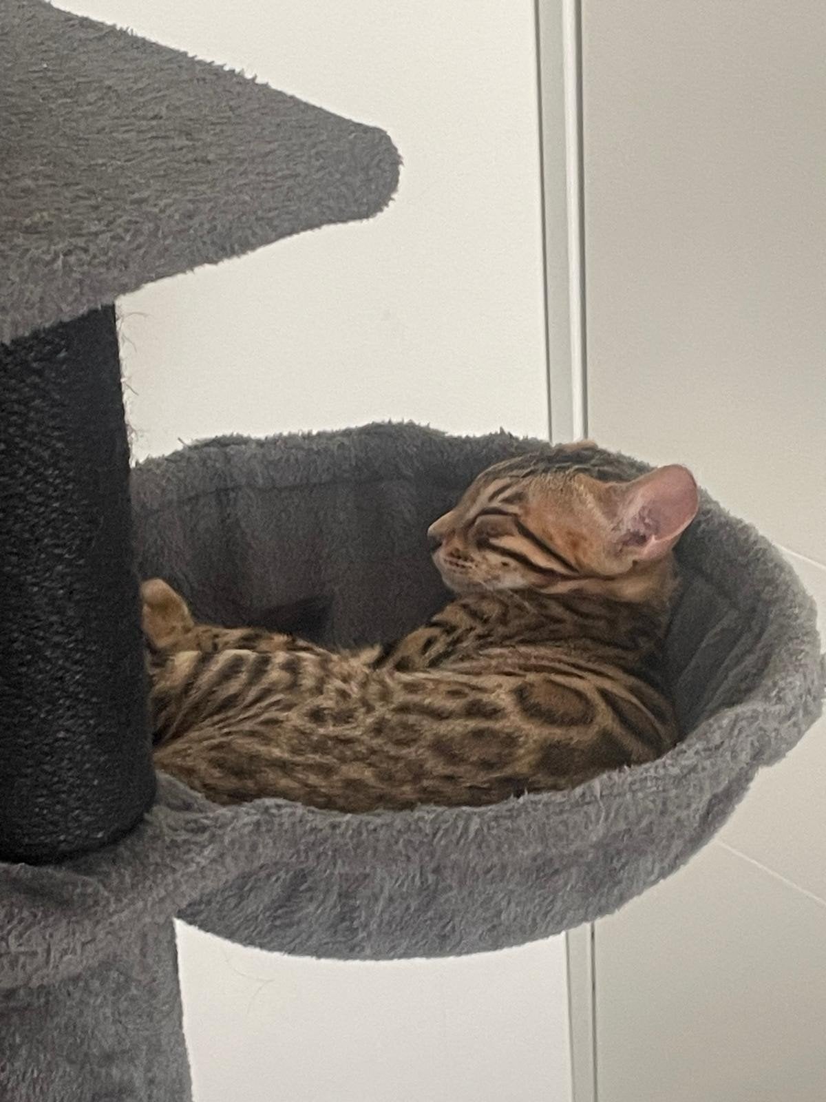Bengaalse katers te koop!, Dieren en Toebehoren, Katten en Kittens | Raskatten | Korthaar, Meerdere dieren, Ontwormd